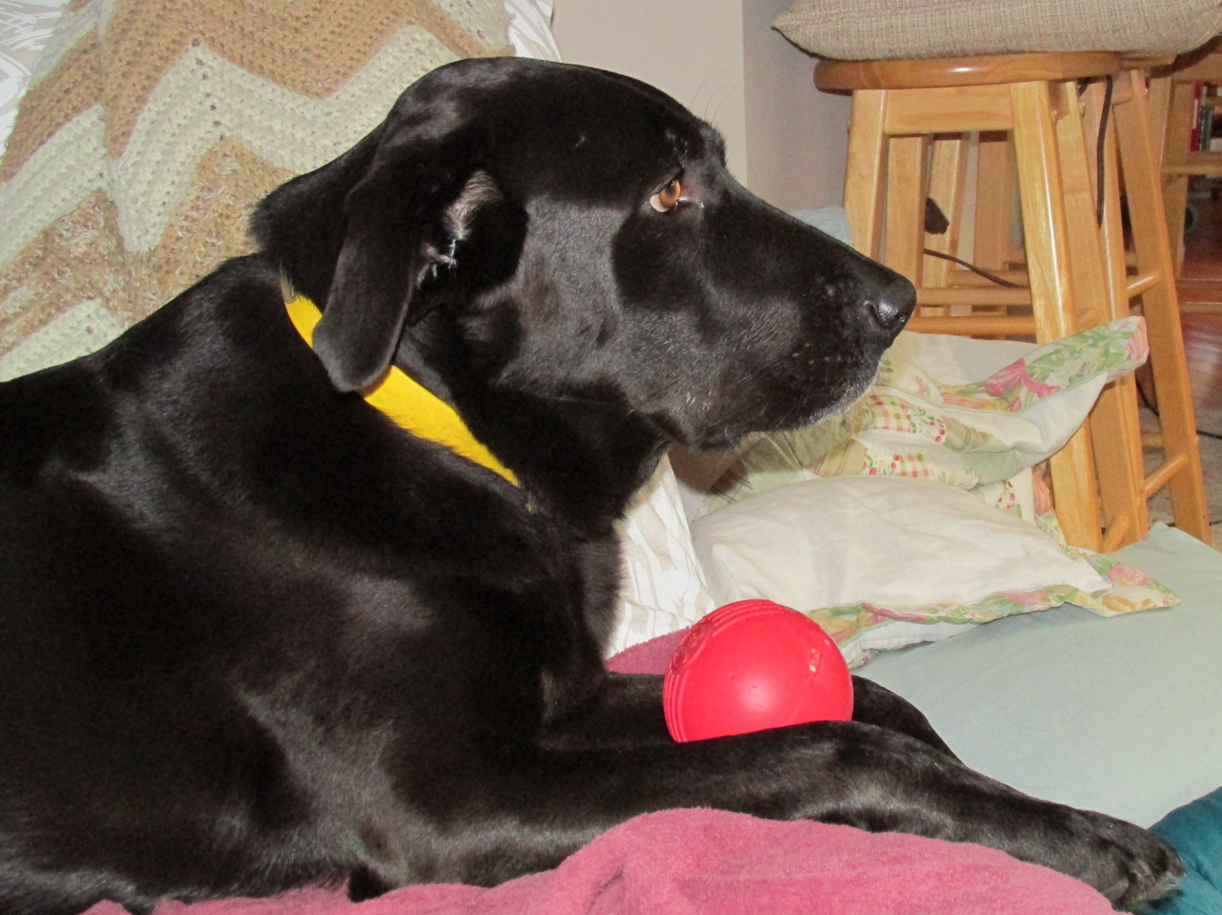 Baloo with his squeaky ball.